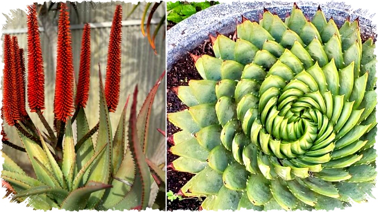 7 Jenis Lidah Buaya Paling Unik dan Aesthetic: Tanaman Hias Favorit dengan Manfaat Mengejutkan untuk Rumahmu! 7 Jenis Lidah Buaya Paling Unik dan Aesthetic: Tanaman Hias Favorit dengan Manfaat Mengejutkan untuk Rumahmu!