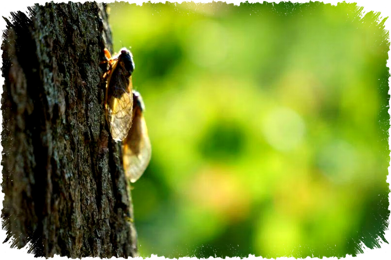 7 Serangga dengan Umur Mencengangkan sampai 50 Tahun: Fakta Mengejutkan yang Menghancurkan Mitos Serangga Hanya Hidup Singkat!