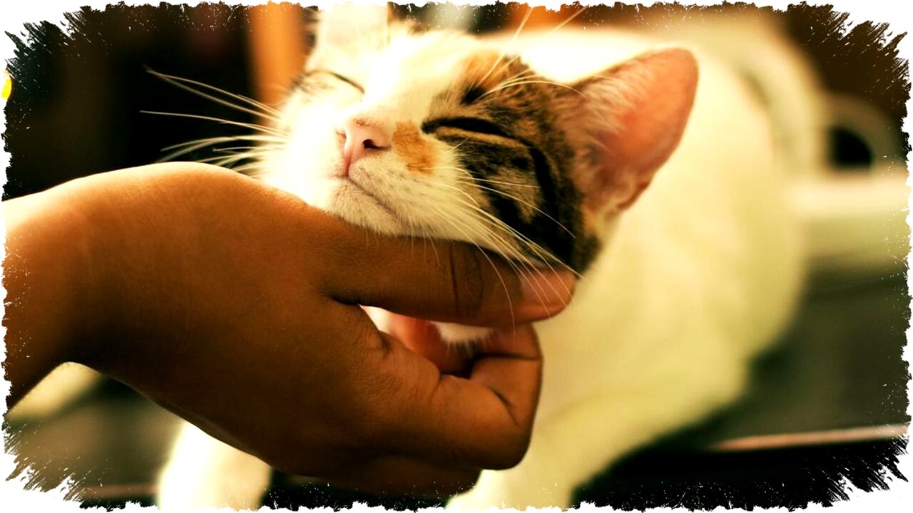 7 Tips Praktis Mengatasi Kucing Pipis Berulang di Tempat Sama, Bersih dan Efektif!