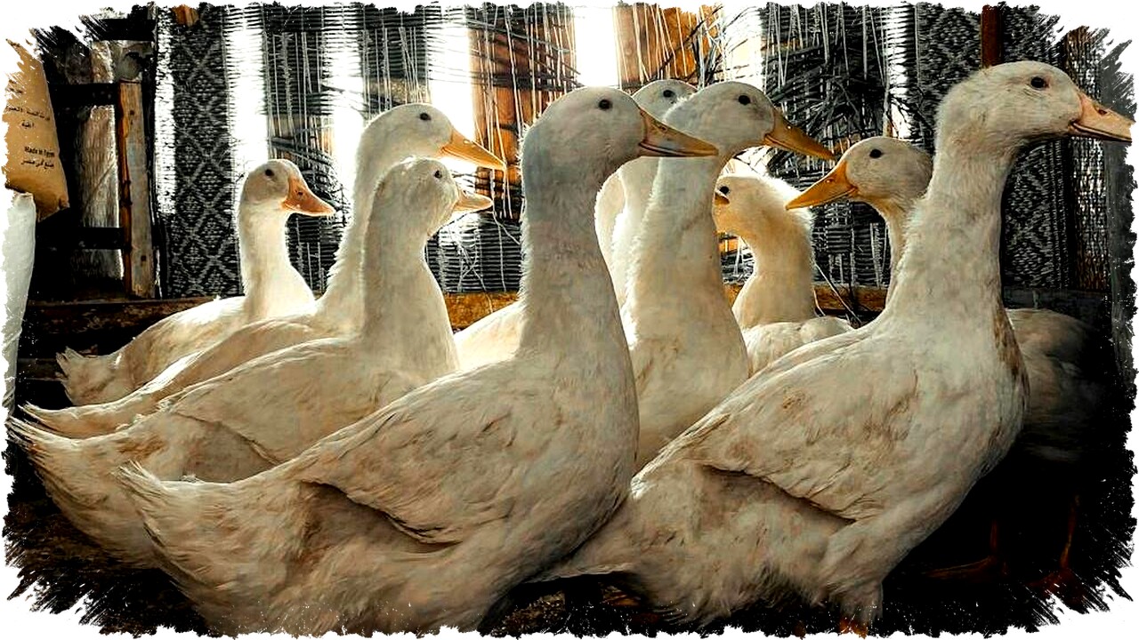 8 Cara Mengatur Pakan Bebek Petelur untuk Produksi Telur Maksimal dan Panen Melimpah