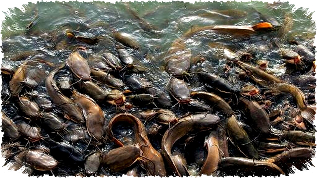 8 Ide Usaha Ternak Lele Modal Rp300 Ribu di Rumah, Panen Cepat & Mudah Dijalankan