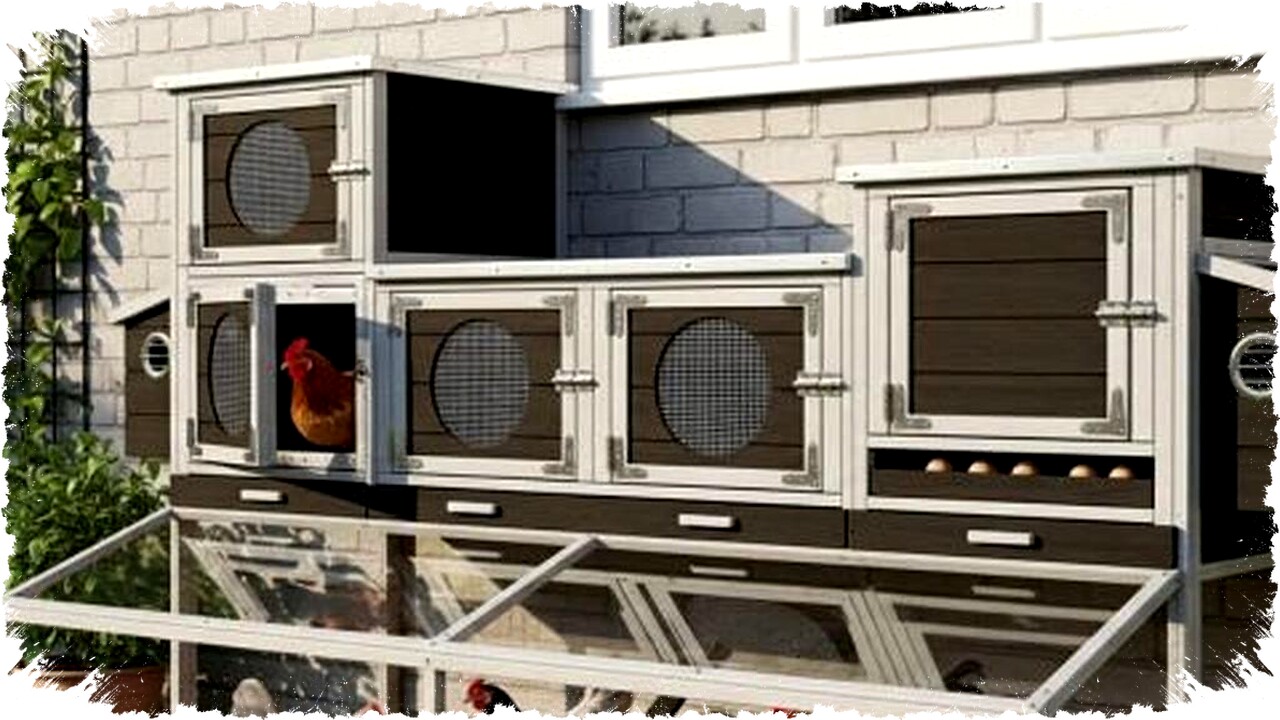 8 Model Kandang Ayam Nempel di Tembok Rumah untuk Lahan Sempit, Efisien dan Nyaman bagi Peliharaan 8 Model Kandang Ayam Nempel di Tembok Rumah untuk Lahan Sempit, Efisien dan Nyaman bagi Peliharaan