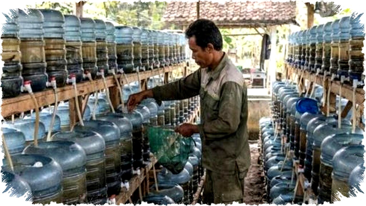 Apakah Ikan Hias Bisa Diternak di Galon Bekas? Ini Kelebihan, Kekurangan & Tips Lengkap! Apakah Ikan Hias Bisa Diternak di Galon Bekas? Ini Kelebihan, Kekurangan & Tips Lengkap!