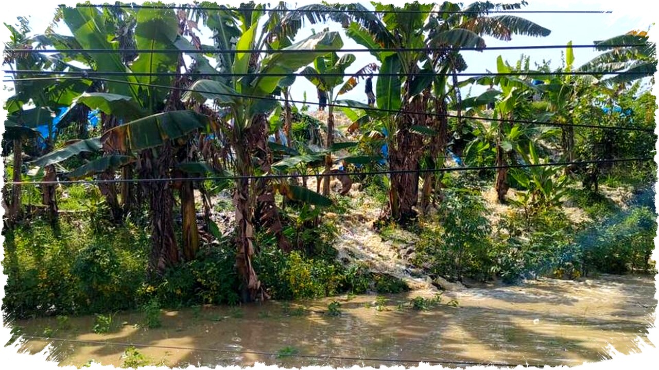 Banjir Masif Rendam 34 Desa di Grobogan, 5.214 Keluarga Terjebak Krisis Air dan Kerusakan Tanggul, Ancaman Banjir Susulan Kini Mengintai!