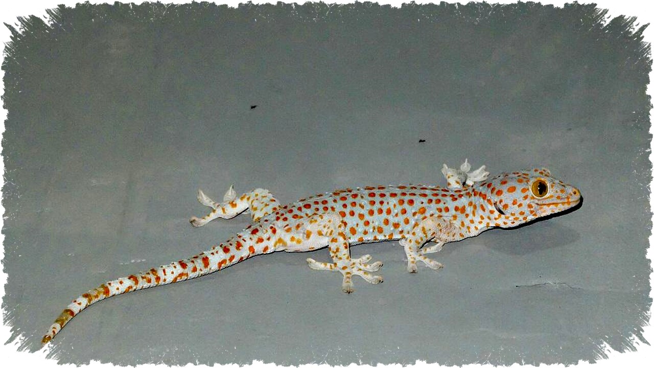 Cara Ampuh Mengusir Cicak dengan Daun Dapur yang Jarang Diketahui dan Terbukti Efektif Tanpa Bahan Kimia Berbahaya