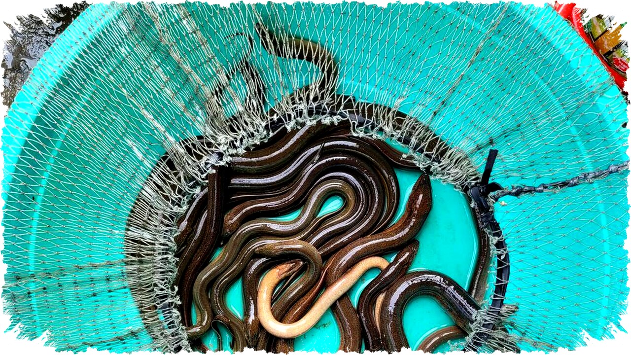 Cara Budidaya Belut di Lahan Sempit untuk Pemula: Panduan Praktis & Potensi Keuntungan Tinggi Cara Budidaya Belut di Lahan Sempit untuk Pemula: Panduan Praktis & Potensi Keuntungan Tinggi