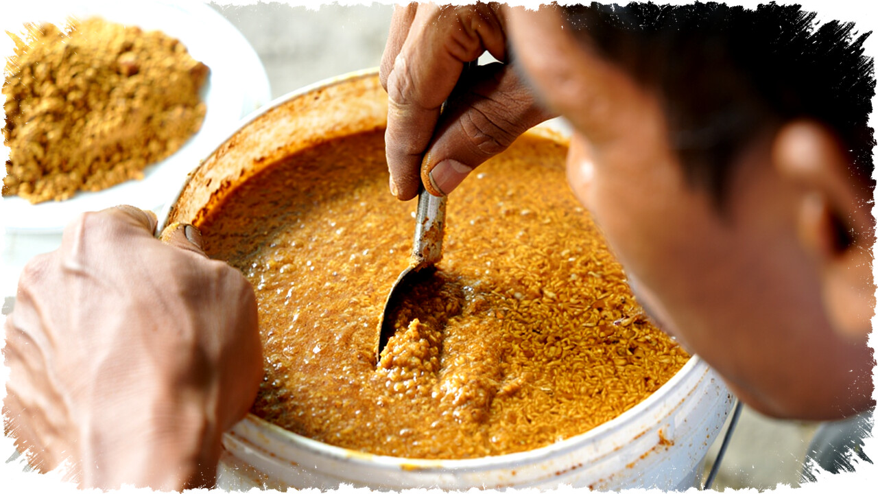 Cara Membuat Pakan Fermentasi Ayam Kampung Agar Cepat Besar dan Sehat, Lengkap!