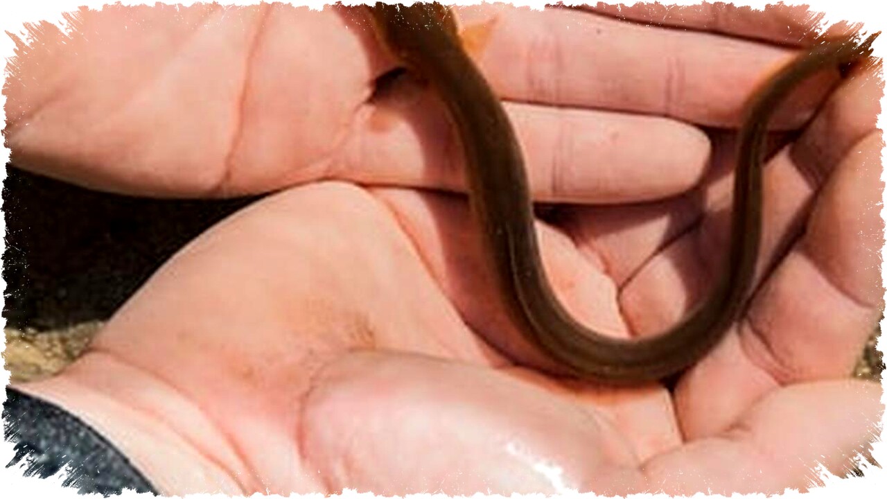 Cara Memilih Bibit Belut Berkualitas agar Tidak Mudah Mati untuk Budidaya Sukses