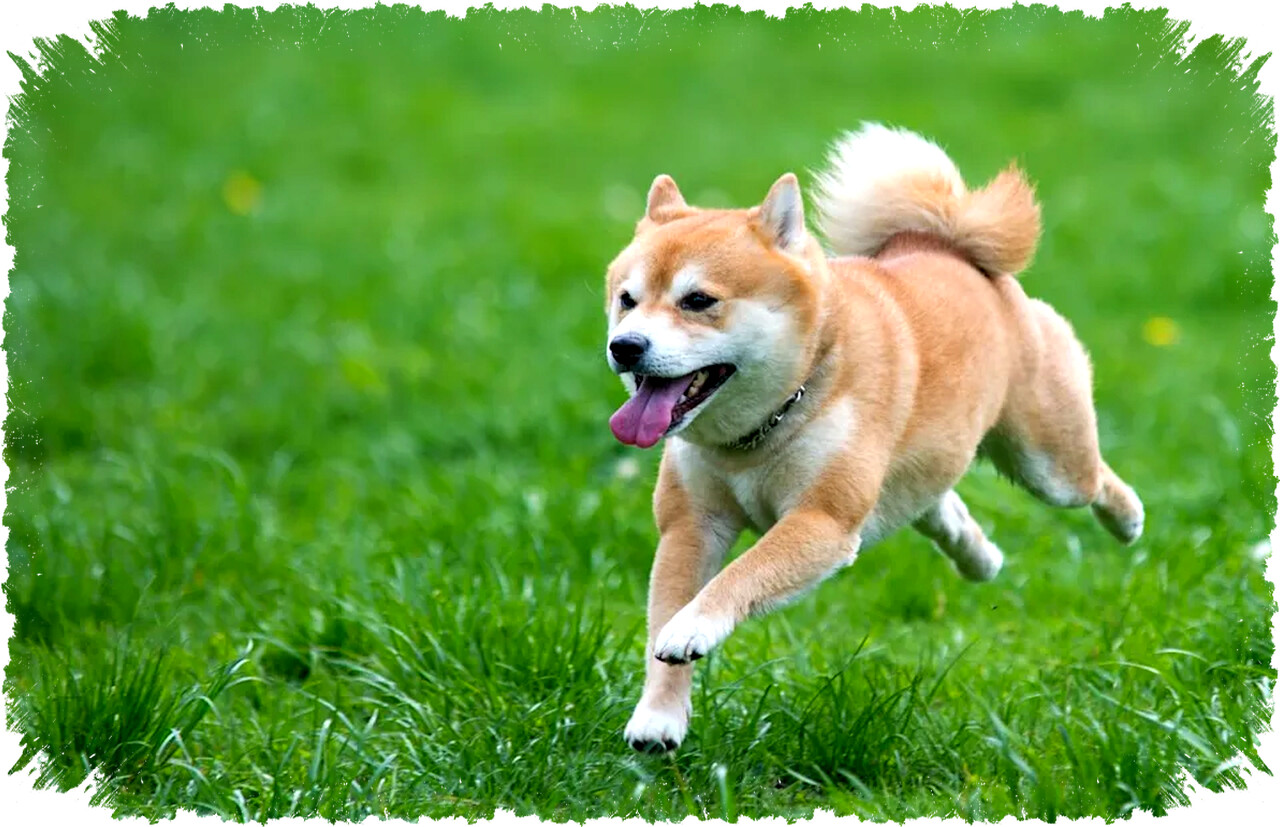 Dogecoin Anjlok 87%: Waktunya Serbu atau Tinggalkan Token Meme yang Tak Punya Masa Depan Ini? Evaluasi Keras Sebelum Terjebak Volatilitas Tanpa Kepastian!