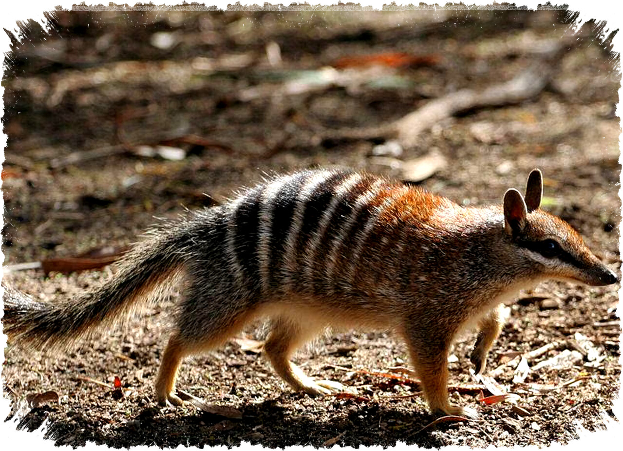 Duh, 7 Hewan Langka Ini Nyaris Punah Gara-gara Kucing Peliharaan dan Liar!