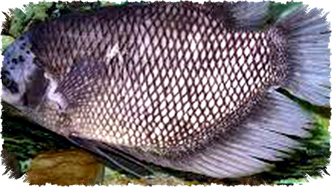 Gurame Soang vs Gurame Batu: Siapa Jawara Cepat Panen dan Untung Maksimal? Ungkap 7 Jenis Gurame dengan Pertumbuhan Kilat, Jangan Salah Pilih Budidaya! Gurame Soang vs Gurame Batu: Siapa Jawara Cepat Panen dan Untung Maksimal? Ungkap 7 Jenis Gurame dengan Pertumbuhan Kilat, Jangan Salah Pilih Budidaya!