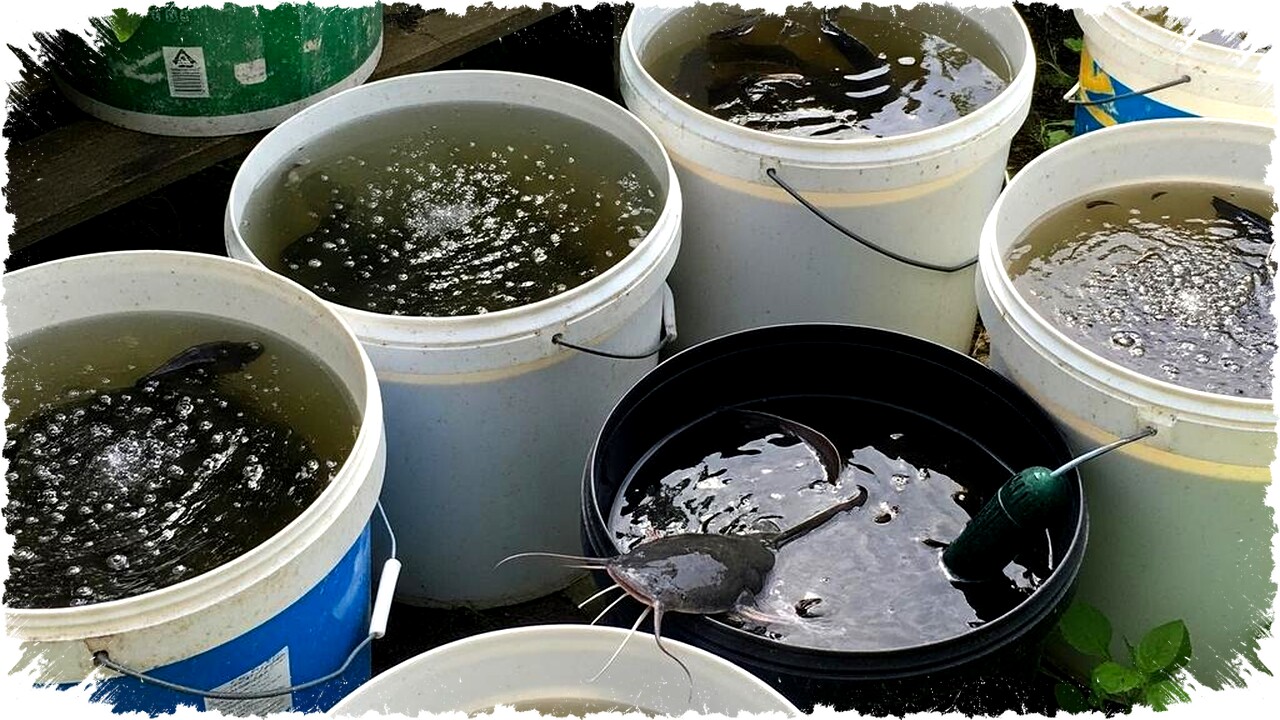 Jenis Ikan Tepat untuk Budidaya di Ember Bekas: Peluang Usaha Rumahan Hemat & Efektif