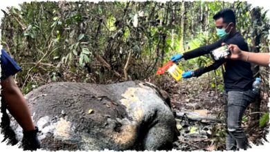 Kemenhut Fokus Ungkap Otak Pelaku Pembunuhan Gajah Sumatra di Kawasan Konsesi Riau