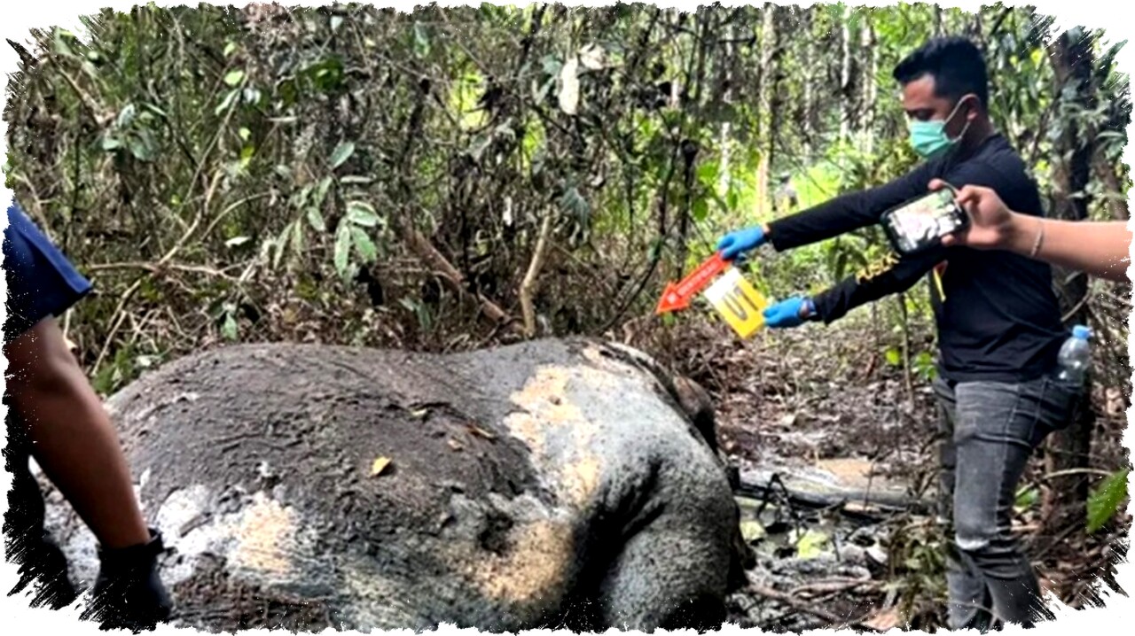 Kemenhut Fokus Ungkap Otak Pelaku Pembunuhan Gajah Sumatra di Kawasan Konsesi Riau Kemenhut Fokus Ungkap Otak Pelaku Pembunuhan Gajah Sumatra di Kawasan Konsesi Riau