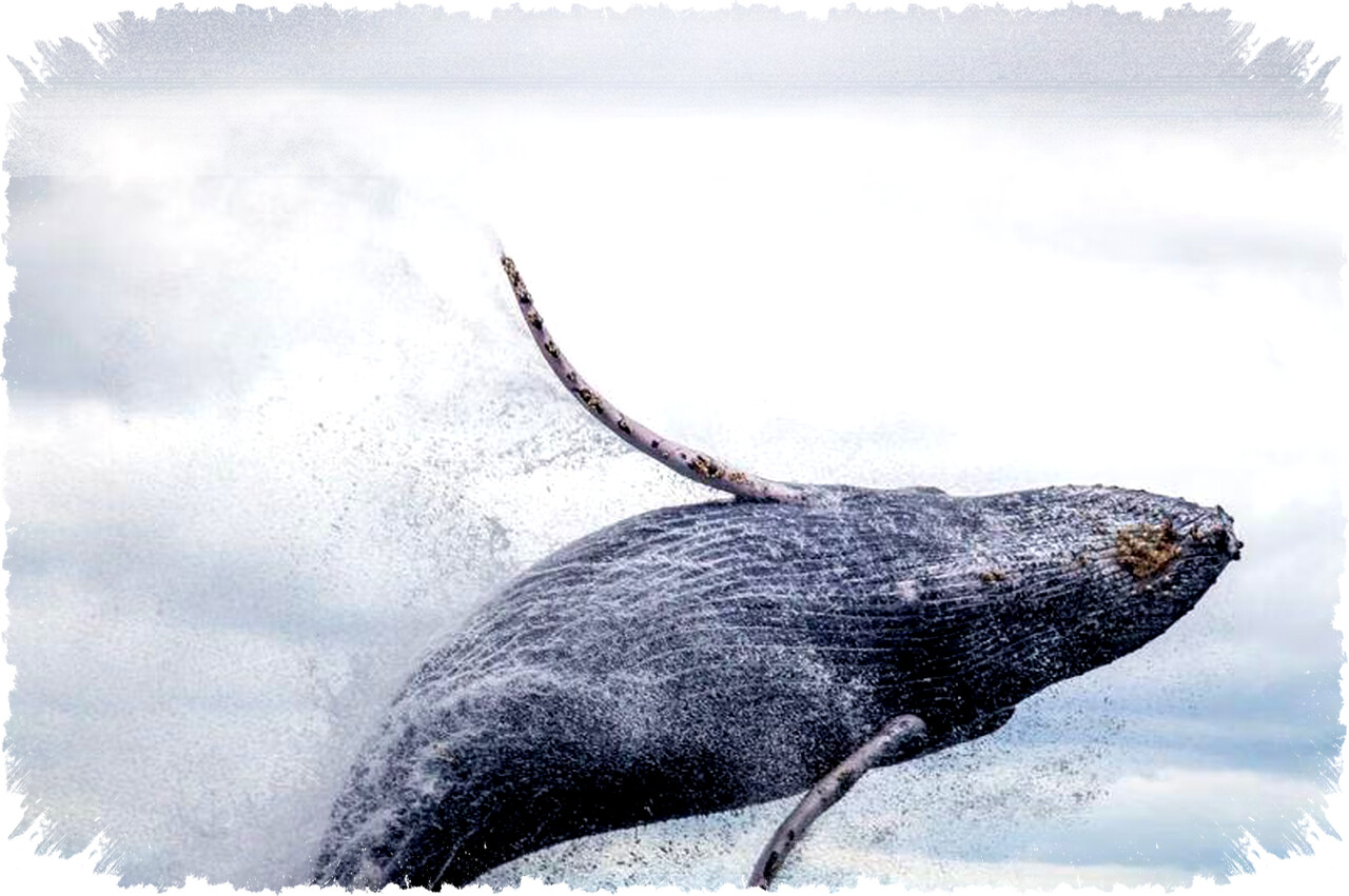 Kenapa Paus Termasuk Mamalia? 5 Fakta Penting yang Buktikan Paus Bukan Ikan!