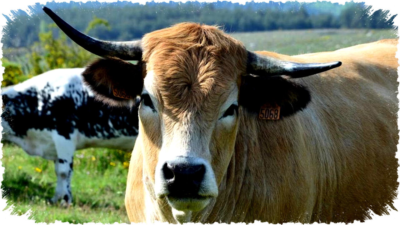 Kenapa Sapi Terus Mengunyah Meski Tak Makan? Ini Penjelasan Proses Memamah Biak dan Kesehatannya