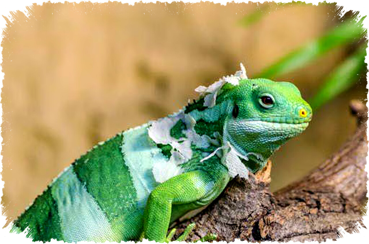 Lebih dari 5.000 Iguana di Florida Membeku Akibat Cuaca Dingin Ekstrem, Ini Penjelasannya