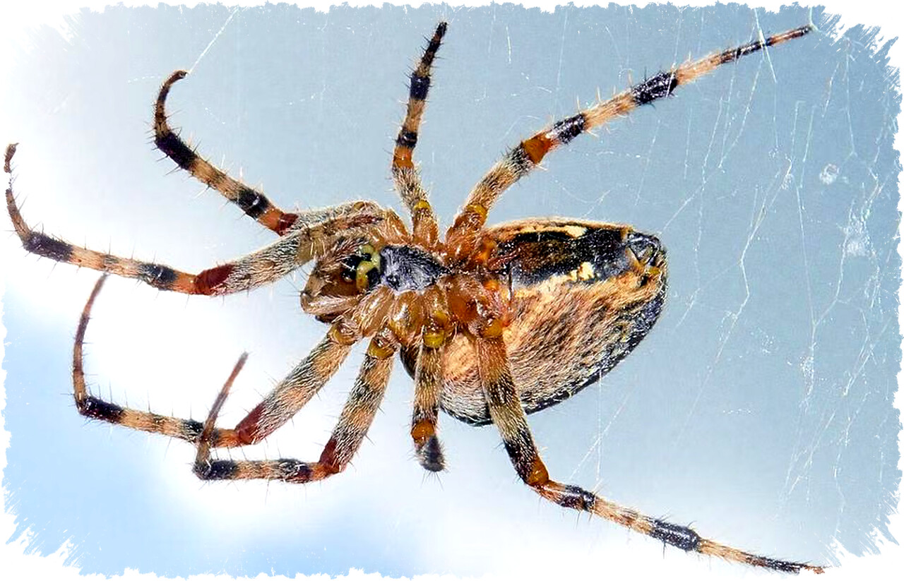 Mengapa Hewan Bisa Punya Darah Biru dan Hijau? Rahasia Molekul Aneh yang Bikin Tubuh Mereka Bertahan di Habitat Ekstrem dan Lawan Infeksi!