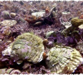 Mengungkap Rahasia Cangkang Moluska, Arsip Alam yang Menyimpan Jejak Polusi Laut Setiap Era