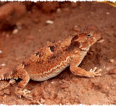 Perbedaan Mendasar Hewan Berdarah Panas dan Dingin, Strategi Bertahan Hidup yang Mengagumkan di Dunia Alami!