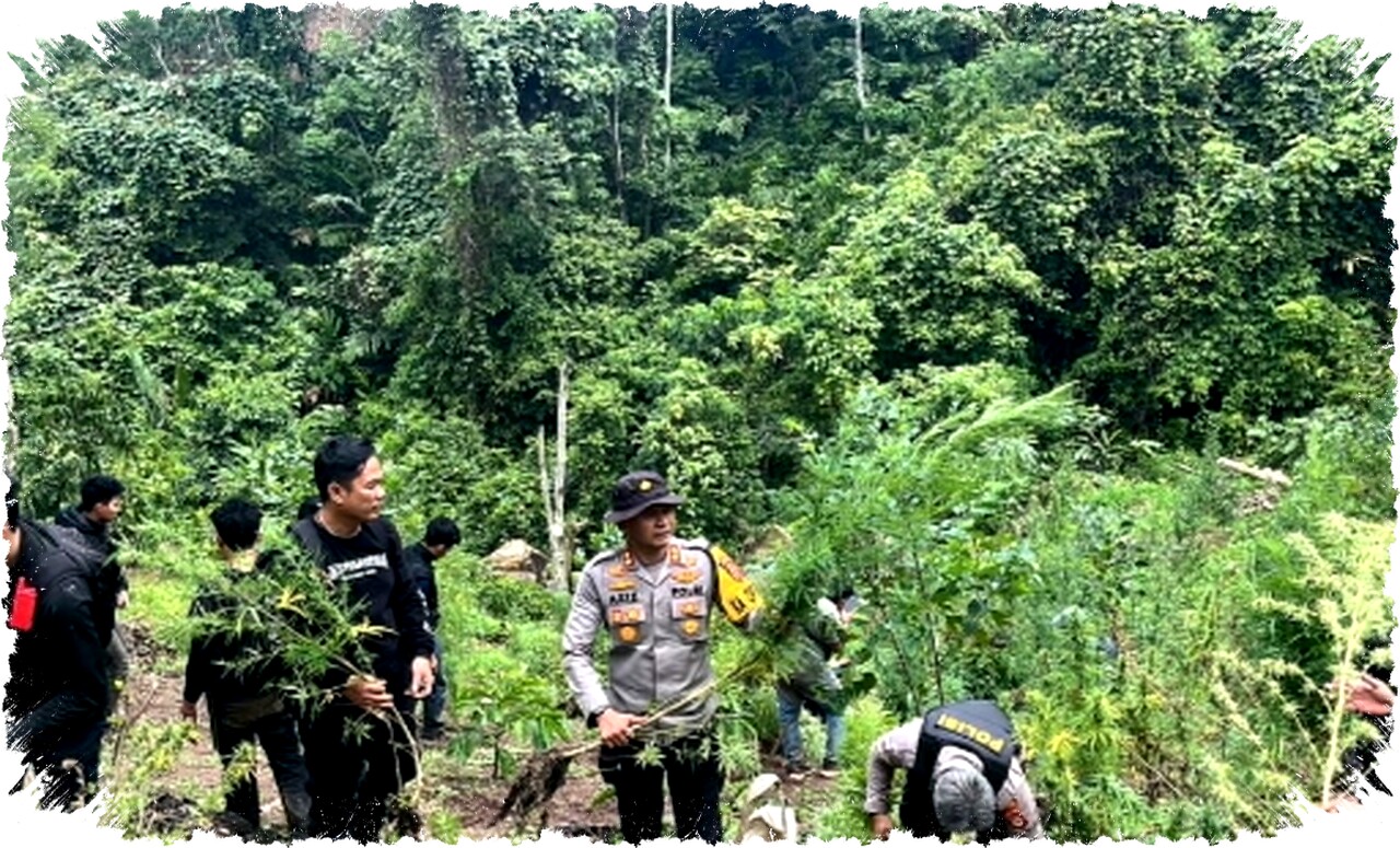 Polres Empat Lawang Ungkap Ladang Ganja 3 Hektar, 8 Karung Senilai Rp1 Miliar Diamankan Setelah Jalan Kaki 20 km Polres Empat Lawang Ungkap Ladang Ganja 3 Hektar, 8 Karung Senilai Rp1 Miliar Diamankan Setelah Jalan Kaki 20 km