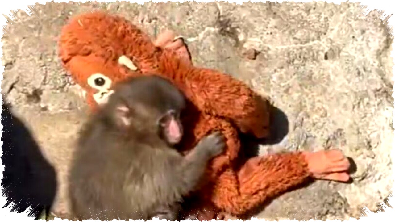 Punch Crypto Solana Meme Coin Melonjak 80,000 Persen Setelah Listing di Bursa Besar Punch Crypto Solana Meme Coin Melonjak 80,000 Persen Setelah Listing di Bursa Besar