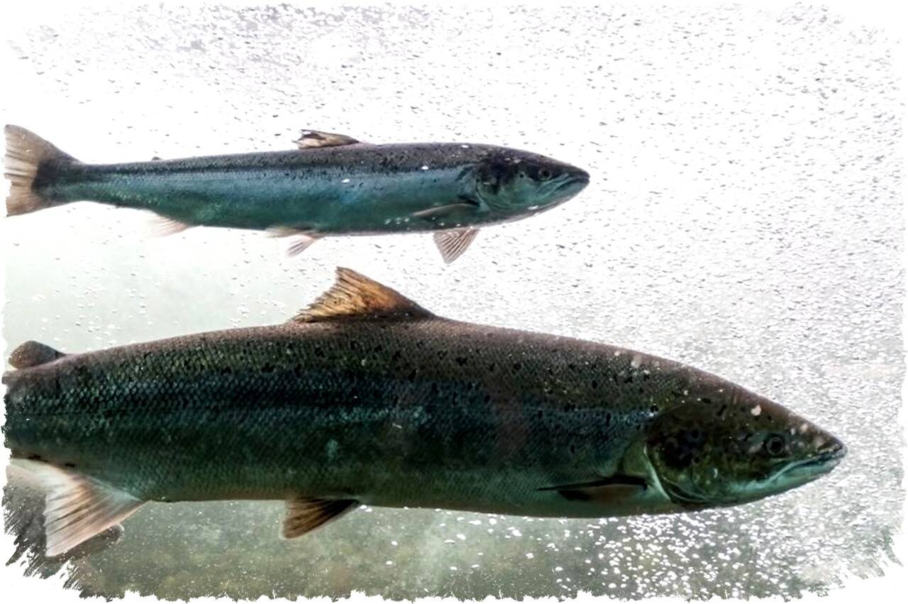 Tech Companies Gunakan AI Canggih Mengatasi Ancaman Ikan Invasif dan Selamatkan Ekosistem Sungai secara Revolusioner