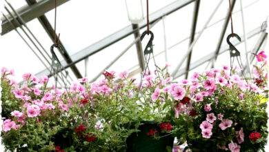 Teras Sempit Bukan Halangan! 7 Tanaman Pot Gantung Menjuntai Ini Ubah Sudut Kecil Jadi Oase Hijau yang Memukau dan Bikin Semua Tetangga Iri!