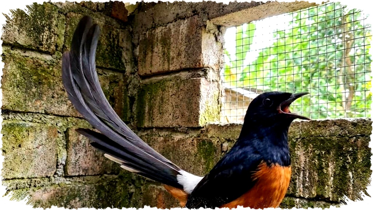 Tips Budidaya Murai Batu Kicau Merdu Ekor Panjang: Rahasia Cuan Jutaan dari Hobi Terpercaya