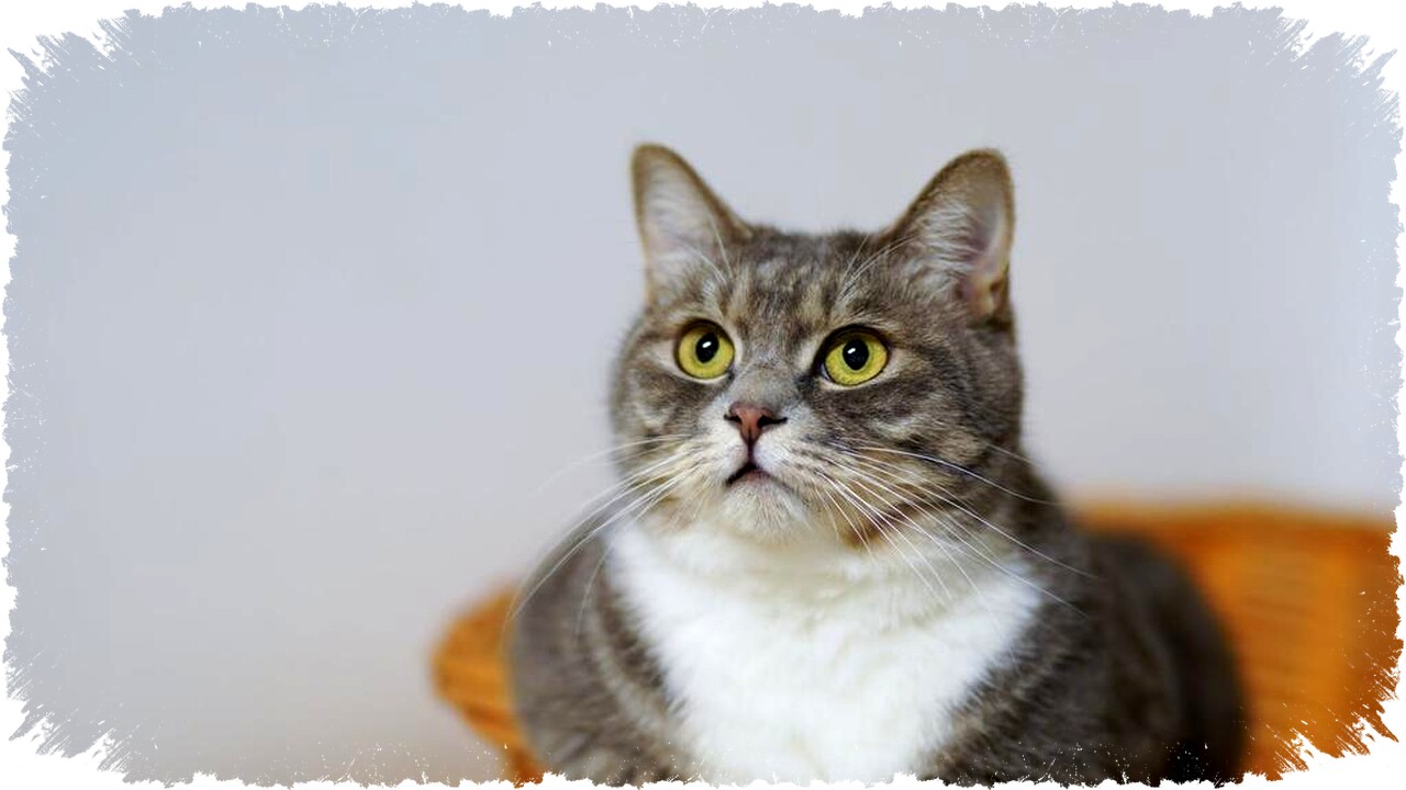 Trik Ampuh Hilangkan Bau Pipis Kucing dengan Cuka & Baking Soda, Ikuti 6 Langkah Praktis!