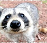 Ubuntu 26.04 Ungkap Wallpaper Resolute Raccoon, Simbol Tekad dan Kreativitas Komunitas Open Source