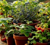 10 Inspirasi Kebun Buah Mini Dekat Saluran Air, Ruang Sisa Jadi Produktif