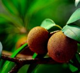 10 Pohon Buah Anti Layu Di Tembok Panas, Dari Tin Hingga Anggur Yang Tahan Terik