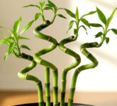 10 Tanaman Hias Outdoor Ini Bukan Sekadar Cantik, Tapi Bawa Keberuntungan Besar dan Energi Positif ke Rumah Anda!