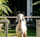 10 Ternak Tahan Panas Minim Air, Dari Maggot Hingga Sapi PO Lawan Kemarau