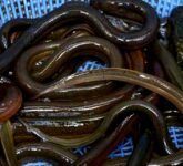 12 Ide Usaha Ternak Unik Bernilai Jual Tinggi di Lahan Sempit, Peluang Emas yang Mengancam Bisnis Konvensional Peternakan!