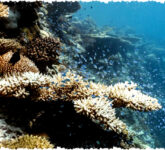 12 Tragedi Menghancurkan Jika Terumbu Karang Punah, Kehidupan Laut dan Manusia Terancam Punah!