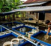 14 Peluang Ternak Kampung yang Bisa Membesar, Modal Kecil Bukan Batasan Cuan