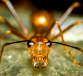 4 Fakta Feromon Semut Mengungkap Rahasia Komunikasi Tersembunyi, Peran Vital Dalam Koloni yang Jarang Terabaikan!