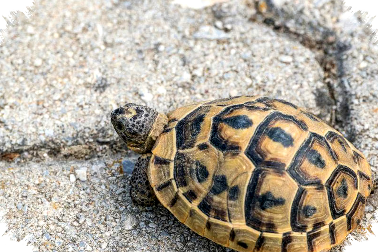 4 Fakta Mengejutkan Tempurung Kura-Kura Yang Tak Bisa Dilepas, Rahasia Perlindungan Permanen Tubuh Hidup! 4 Fakta Mengejutkan Tempurung Kura-Kura Yang Tak Bisa Dilepas, Rahasia Perlindungan Permanen Tubuh Hidup!
