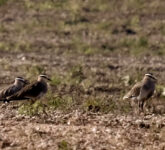 5 Burung Charadriidae Terlangka Di Dunia, Dari Cerek Jawa Yang Nyaris Hilang Hingga Sisa Populasi Puluhan Ekor