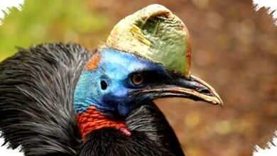 5 Burung Paling Berbahaya di Dunia, Nomor Satu Berkeliaran di Papua RI