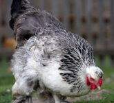 5 Fakta Mengejutkan Ayam Brahma, Raksasa Daging yang Pernah Menguasai Pasar AS 5 Fakta Mengejutkan Ayam Brahma, Raksasa Daging yang Pernah Menguasai Pasar AS