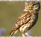 5 Fakta Mengejutkan Burung Hantu Kecil Si Hobi Mandi Asap yang Simbol Kebijaksanaan Dunia