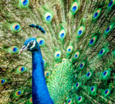 5 Fakta Mengejutkan Burung Merak Penggugur Bulu, Keindahan Ekor Panjang Jadi Senjata Utama Pesona Alam