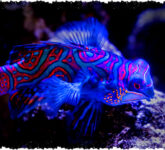 5 Fakta Mengejutkan Ikan Mandarin Si Neon Laut Tropis, Dari Warna Unik Hingga Perilaku Kawin Senja yang Memikat!