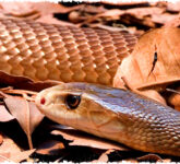 5 Fakta Mengejutkan Taipan Gurun Barat, Ular Berbisa Mematikan yang Nyaris Tak Pernah Terlihat 5 Fakta Mengejutkan Taipan Gurun Barat, Ular Berbisa Mematikan yang Nyaris Tak Pernah Terlihat