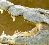 5 Reptil Raksasa Afrika Dengan Bobot Mencapai 1 Ton, Fakta Mengerikan Buaya Nil dan Penyu Belimbing!