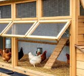 7 Desain Kandang Ayam Sepanjang Tembok Rumah, Solusi Lahan Sempit Tanpa Bau