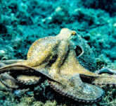 7 Fakta Menakjubkan Gurita yang Memikat, Buktikan Regenerasi Tentakel yang Tak Terbayangkan!